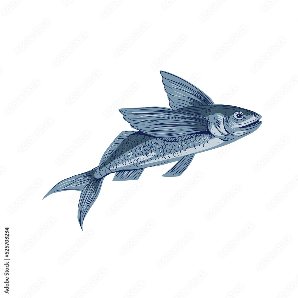 Canvas Prints flying fish drawing