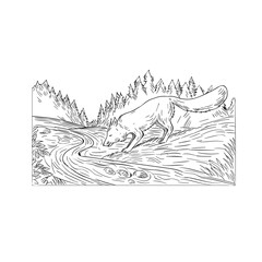 Fox Drinking River Woods Black and White Drawing
