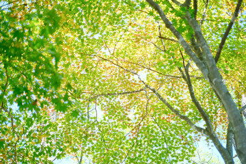 Fototapeta premium 緑の紅葉