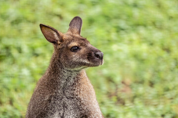 Close-up photo of a small, furry kangaroo against green grass.