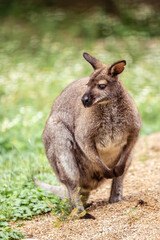 Naklejka na ściany i meble Kangaroo at the Zoo