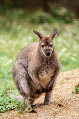 Naklejka na ściany i meble Kangaroo at the Zoo