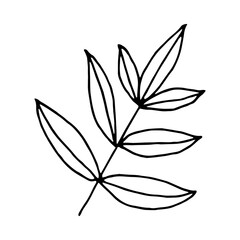 Hand drawn floral vector elements. Black simple branch and leaves on white background