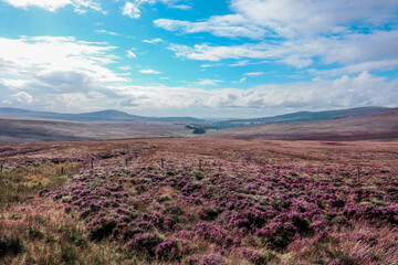 Open, large heather fields overlooking the mountains and blue sky with clouds in the Wicklow...