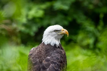 Foto op Plexiglas Bald Eagle portrait © earlwilkerson