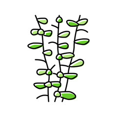 moneywort seaweed color icon vector illustration