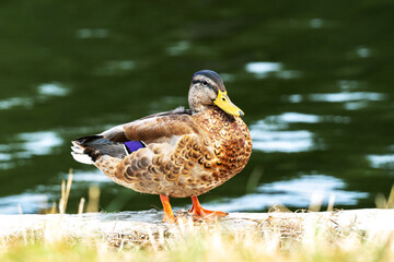 Duck bird near the pond basking in the sun close-up
