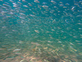Naklejka na ściany i meble school of threadfin herring fish swimming in ocean