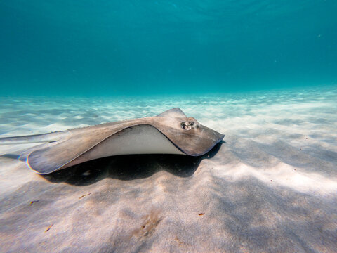 Southern stingray swimming in ocean