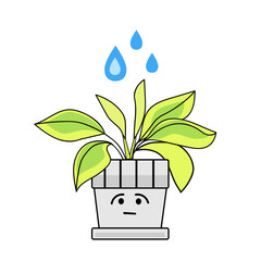 Watering of wilted houseplant on white background