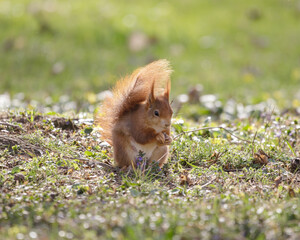 Eichhörnchen beim futtern