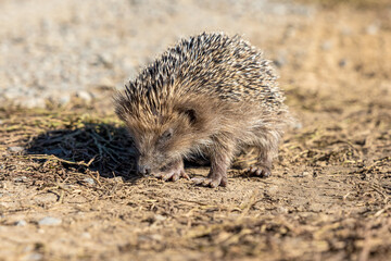 Kleiner müder Igel