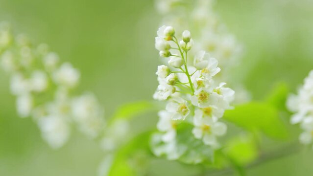 Prunus padus or known as bird cherry. Bird cherry in bloom. Flowering plant in the rose family rosaceae. Slow motion.