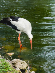 White stork or Ciconia ciconia is fishing in pond. Large bird is hunting for fishes in water.
