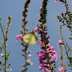 Butterfly and Wildflowers in the Evening Glow 