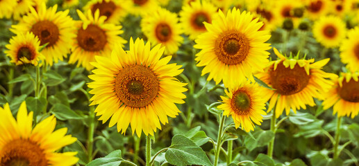 Fototapeta na wymiar background of sunflowers field close up