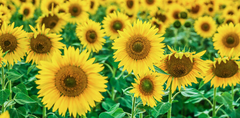 Fototapeta premium background of sunflowers field close up