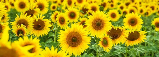 Fotobehang background of sunflowers field close up © Петр Смагин