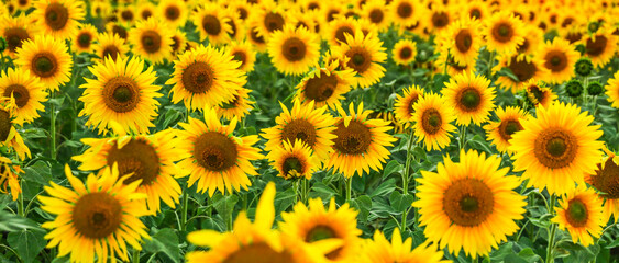 background of sunflowers field close up