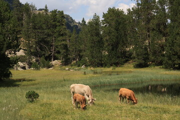 Vacas en libertad en las monta&ntilde;as del Pirineo
