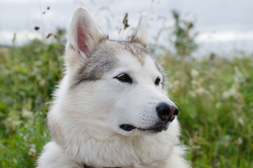 Beautiful wolf dog in a meadow in the summer light.