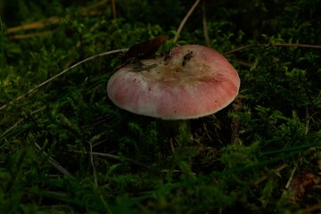 Closeup shot of russula vesca mushroom growing in the woods with blur background - obrazy, fototapety, plakaty