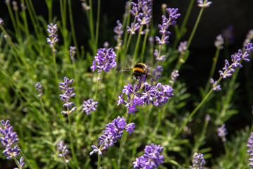 striped bumblebees and bees collect nectar and pollinate purple lavender flowers
