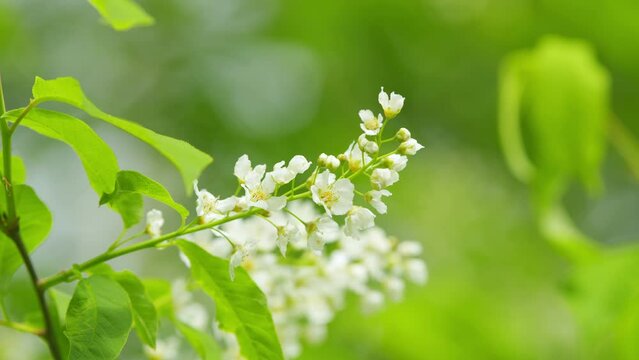 Carcass or strawberry and mayday tree. Flowering plant in the rose family rosaceae. Slow motion.