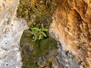 Growing places of spleen on the northern slopes of the cliffs - obrazy, fototapety, plakaty