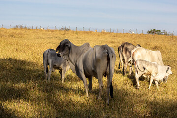 Herd of Nelore cattle grazing in a pasture in Brazil