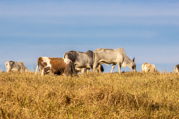 Naklejka na ściany i meble Herd of Nelore cattle grazing in a pasture in Brazil