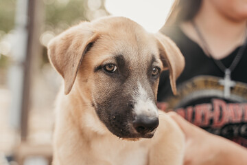 Cute puppy looking at the camera