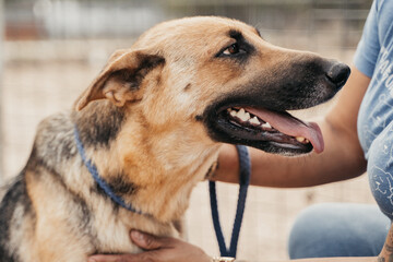 Senior German Shepard