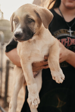 Cute puppy being held