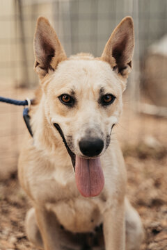 Beautiful husky mix