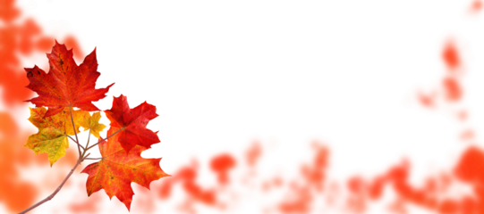 Canada maple tree branch with red autumn leaves on the fall blurred park horizontal background isolated transparent png