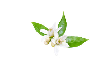 Orange tree white fragrant flowers, buds and leaves isolated transparent png. Neroli blossom.