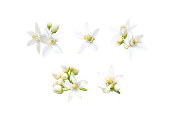 Neroli blossom. Orange tree white fragrant flowers and buds set isolated transparent png. 