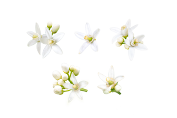 Neroli blossom. Orange tree white fragrant flowers and buds set isolated transparent png. 