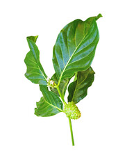 Noni or morinda citrifolia branch with fruit, flowers and leaves isolated transparent png. 