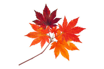 Japanese maple branch with autumn red leaves isolated transparent png - Powered by Adobe