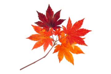 Japanese maple branch with autumn red leaves isolated transparent png