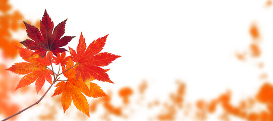 Japanese maple tree branch with red autumn leaves on the fall blurred park horizontal background...