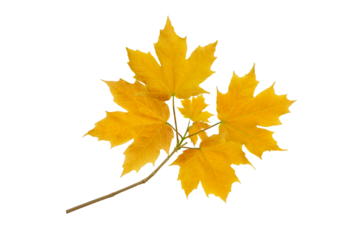 Maple tree branch with autumn yellow leaves isolated transparent png