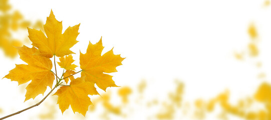 Maple tree branch with yellow autumn leaves on the fall blurred park horizontal background isolated...