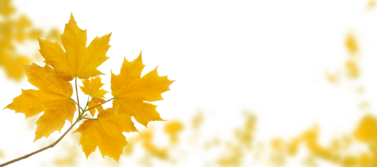 Maple tree branch with yellow autumn leaves on the fall blurred park horizontal background isolated transparent png