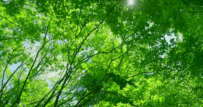 太陽の光が綺麗な新緑の木