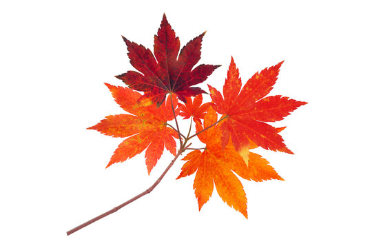 Fototapeta Japanese maple branch with autumn red leaves isolated transparent png
