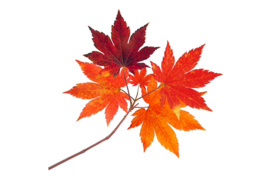 Japanese maple branch with autumn red leaves isolated transparent png