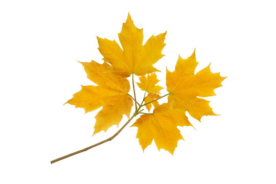 Maple tree branch with autumn yellow leaves isolated transparent png